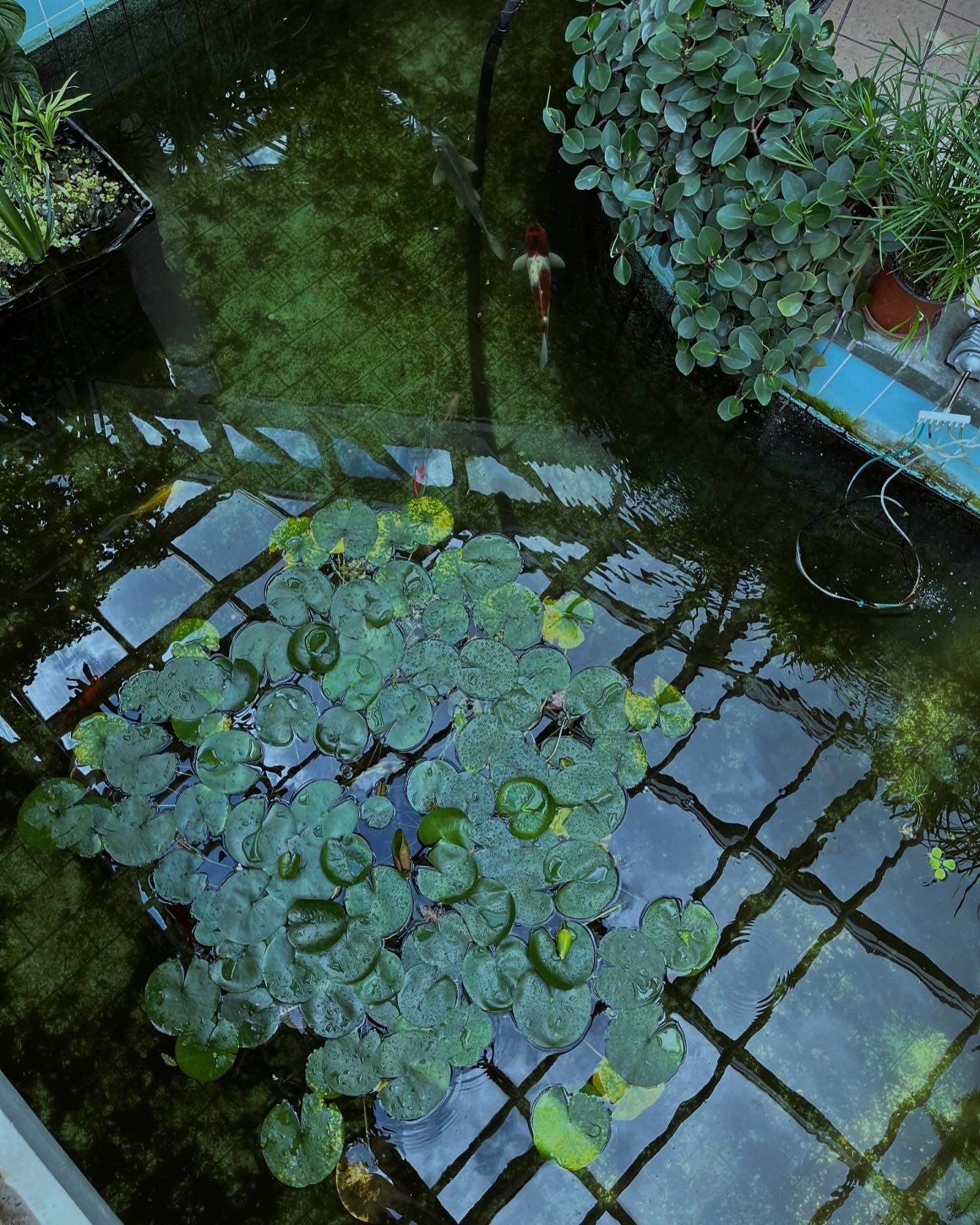 Ботанический сад 🪴