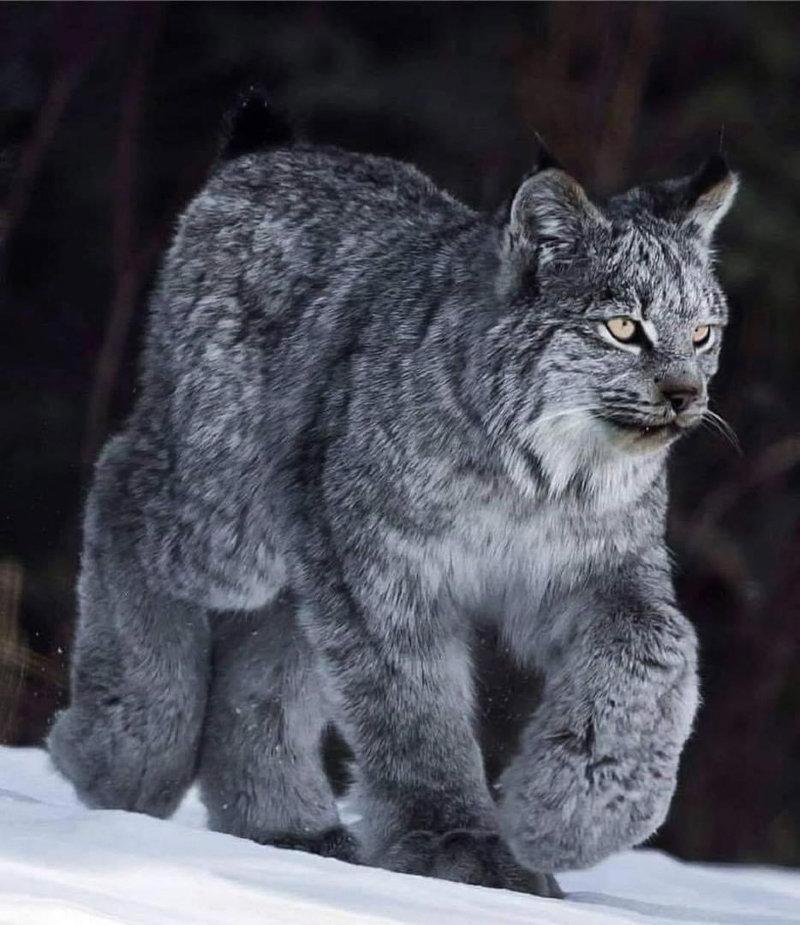 Canadian Lynx
