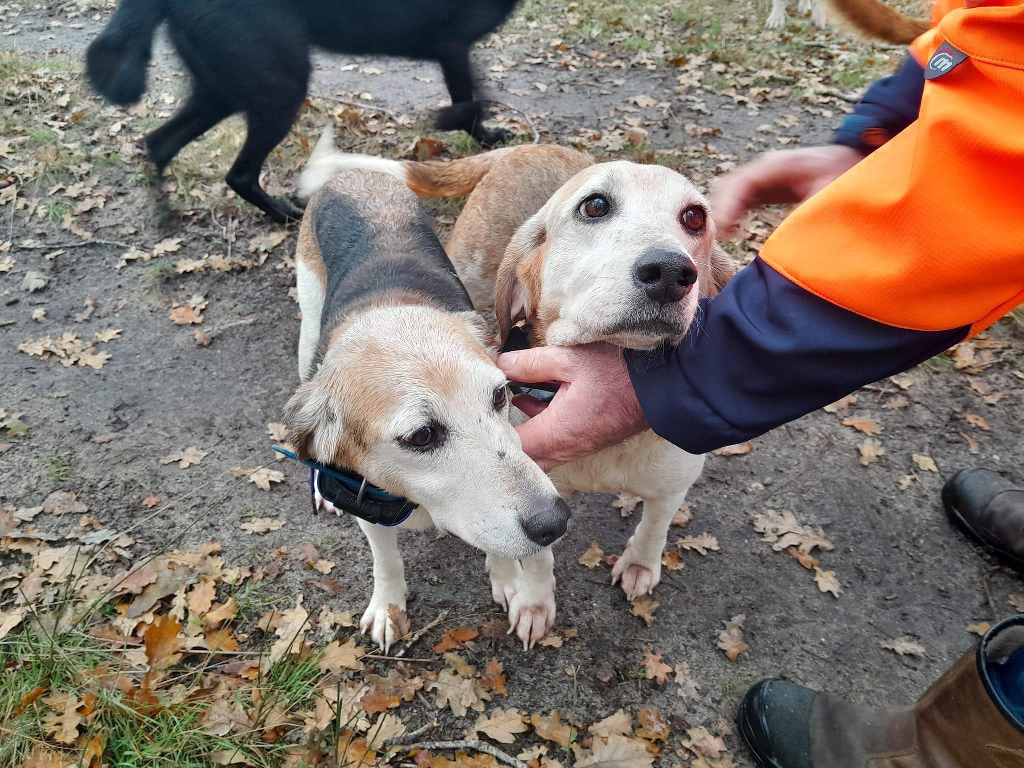Bonjour ces 2 petites pepettes croisé beagle anglo cherchent une derniere famille pour encore quelques belles chasse et des caressent et calins leurs maitre es décédé elles sont encore en forme et capable de chassé elles lance et méne sans probléme surtout au chevreuil mais peuvent convenir pour chasser le tout venant.sociable elles s entendent avec tous le monde.