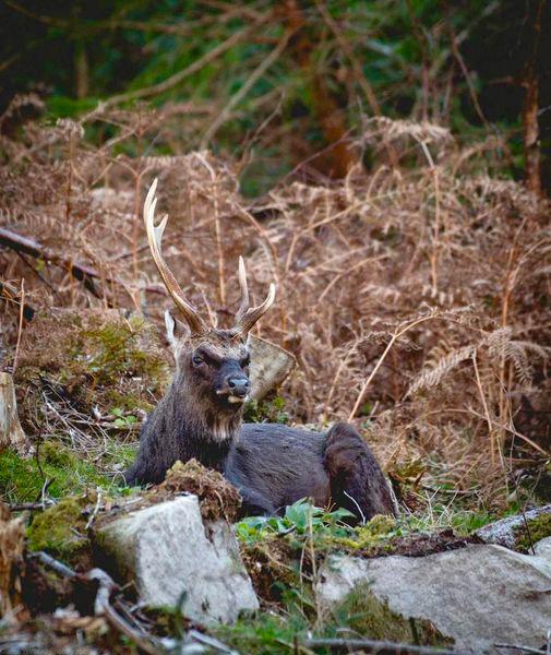 A County Louth Sika stag with non-typical antlers in a woodland setting during rut 2023