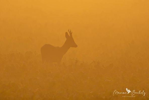 Se levé a 4h du matin en semaine avant d'allez au boulot pour partir en photo, certain diront que je suis fou mais quand je vois le résultat!!!!