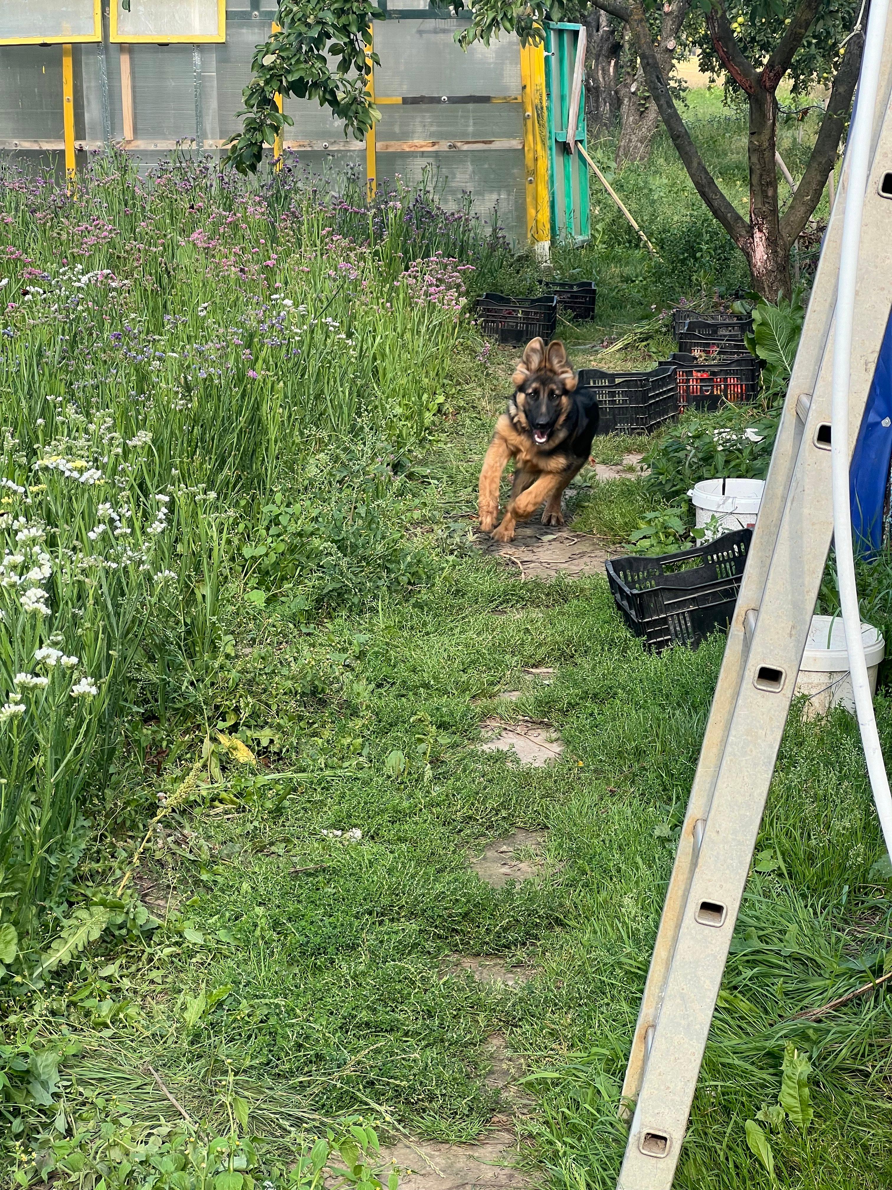 Это мы гуляли на выходных, сейчас уже не гуляем 🐕