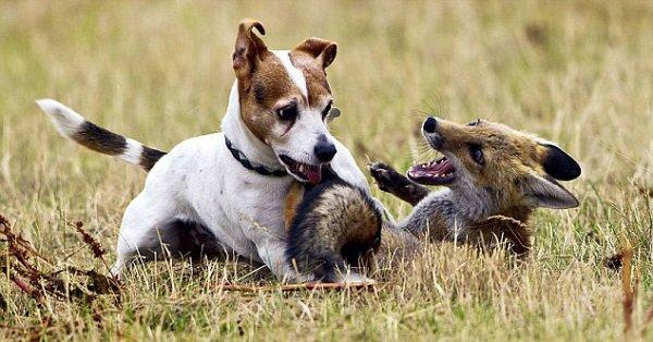 Historie Jack Russell teriéra začala v roce 1818 v Anglii, kdy kněz jménem John Russell (Jack) koupil fenu jménem "Trump" od místního mlékaře.