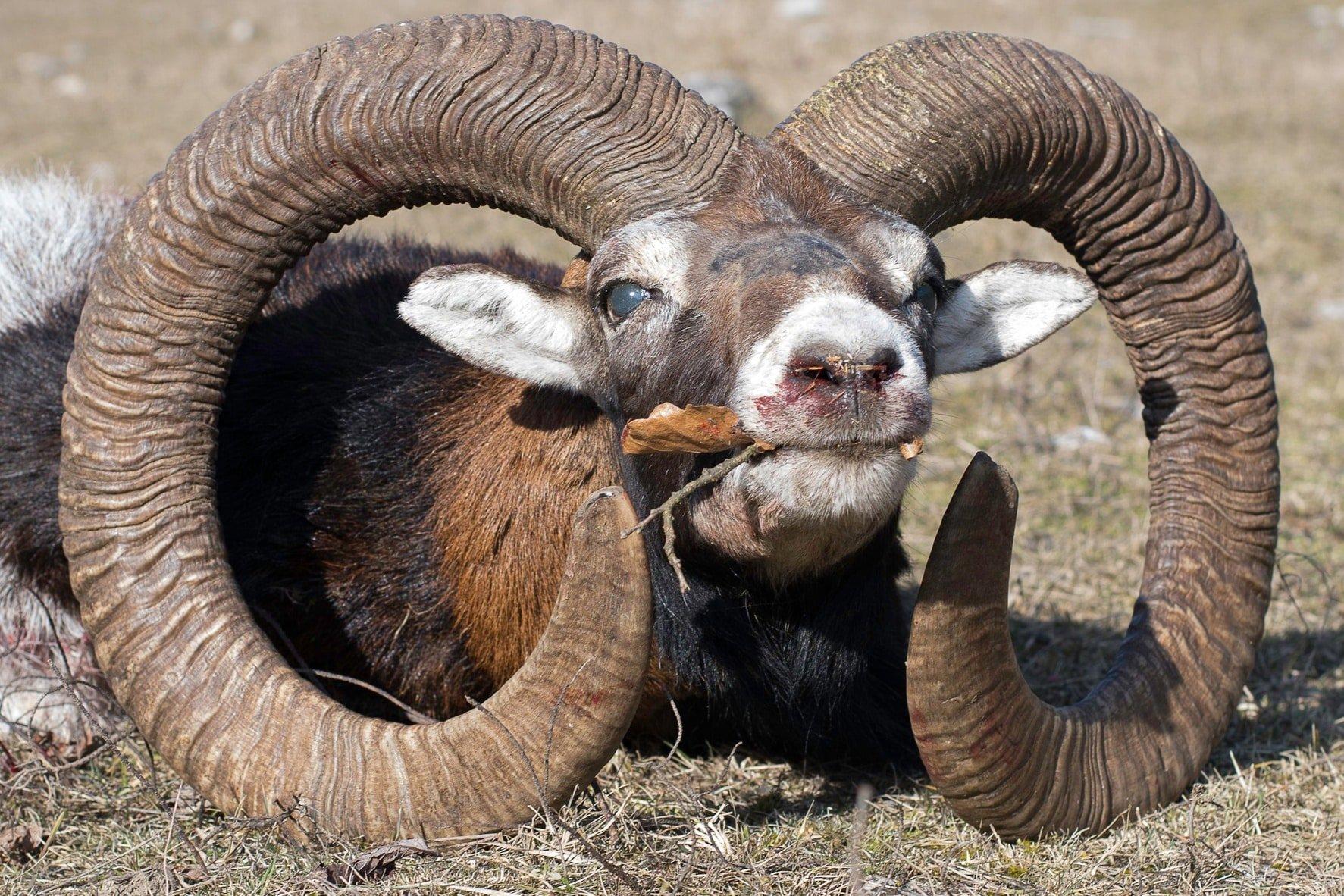 Die Jagd im Salzburger Land: Besonderheiten, Waldreichtum, Saisonzeiten, Jäger, Jagdarten, Grundlagen, Organisationen, Brauchtum, Fakten           