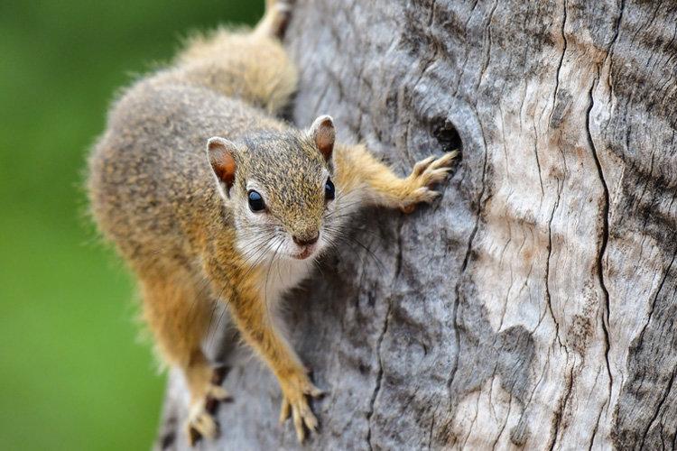WHY YOU NEED TO BE HUNTING SQUIRRELS RIGHT NOW