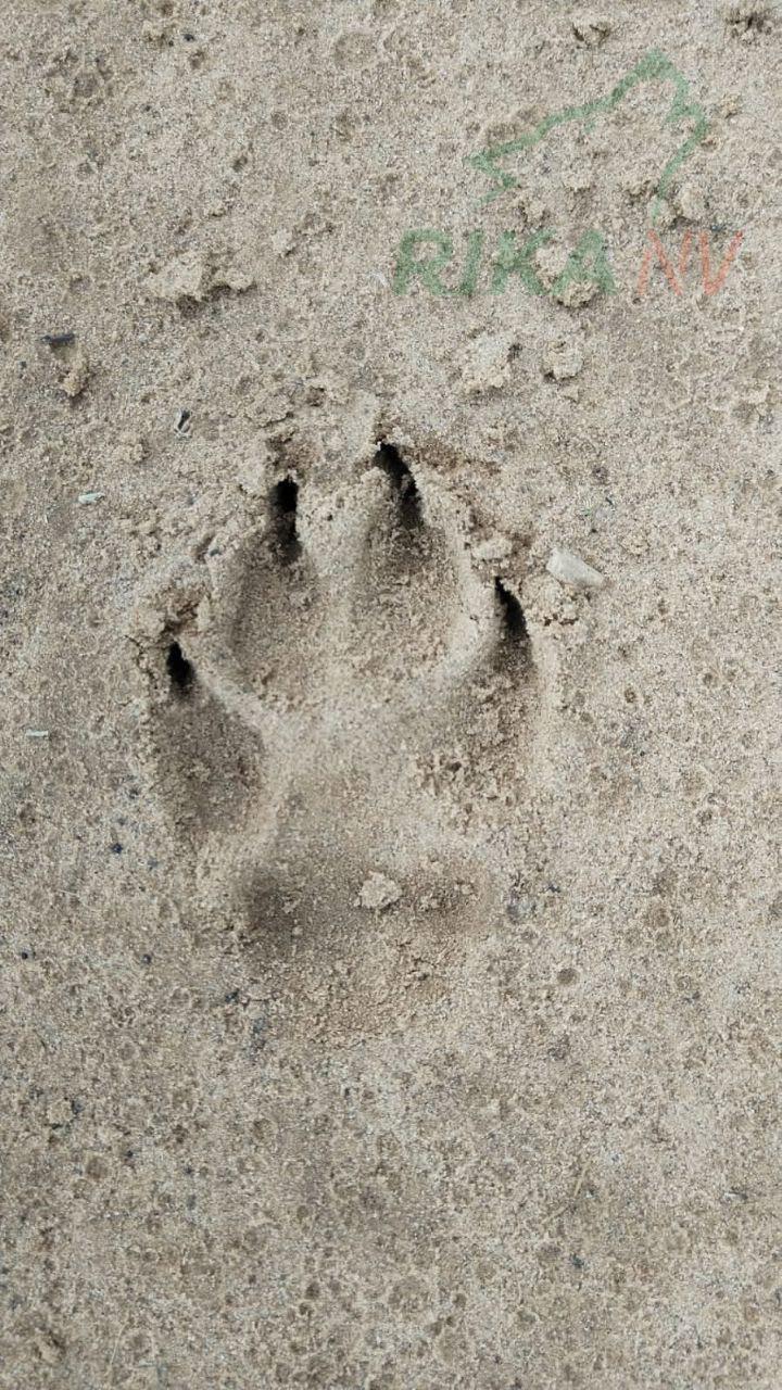 🐺☀️Dmitry Popov nastavlja svoj rad na reguliranju broja predatora u Astrahanskoj regiji!
