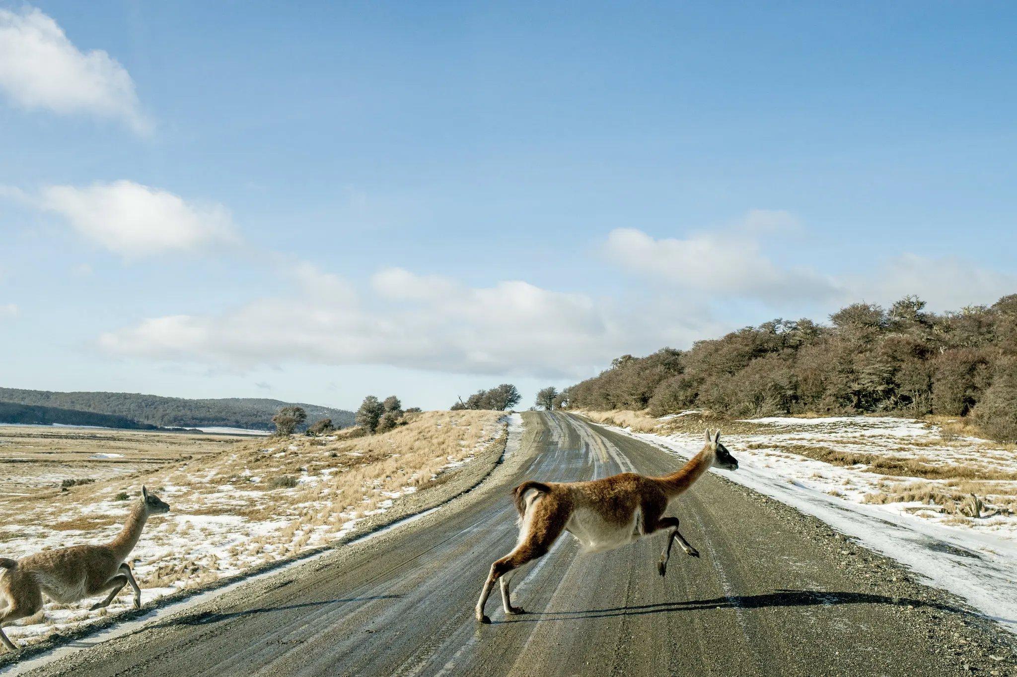 In Chile, an Animal Whose Numbers Please No One