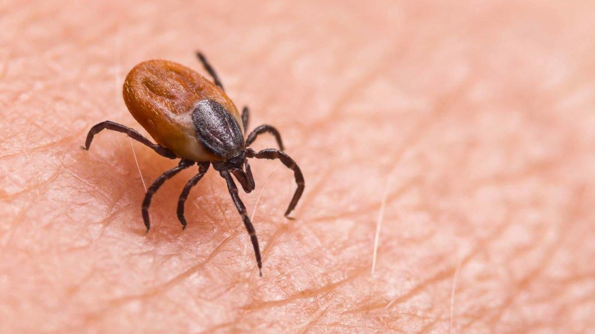 Lyme disease: Final trial ends 20-year wait for a vaccine against the tick-borne disease