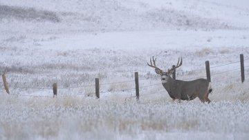 Lee heads north to battle both Mother Nature and giant Alberta mule deer.