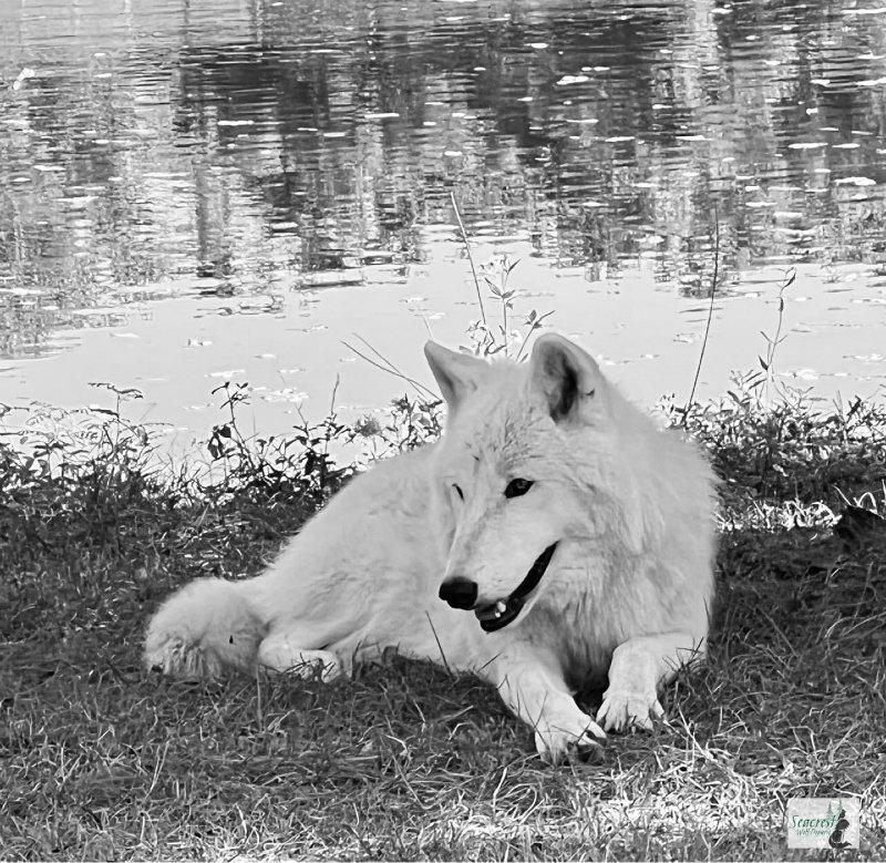 With the recent time change you may find yourself in the dark more, not to mention the sensation of always running late, but a little good for thought- Arctic Wolves like Kenai here can survive and even thrive in extreme wintery darkness for up to five months.