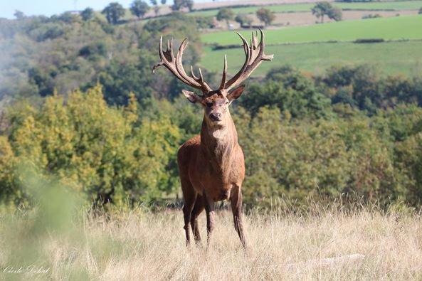 Cerf dans un parc privé en Aveyron