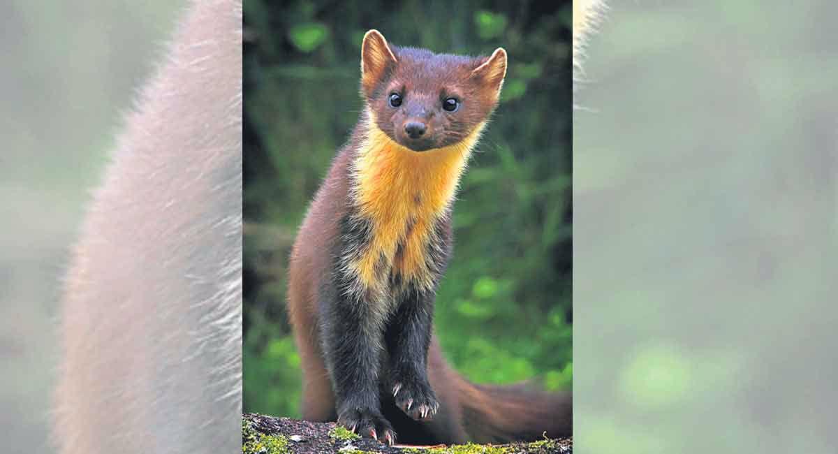 Exotic, rare wildlife species found in India
