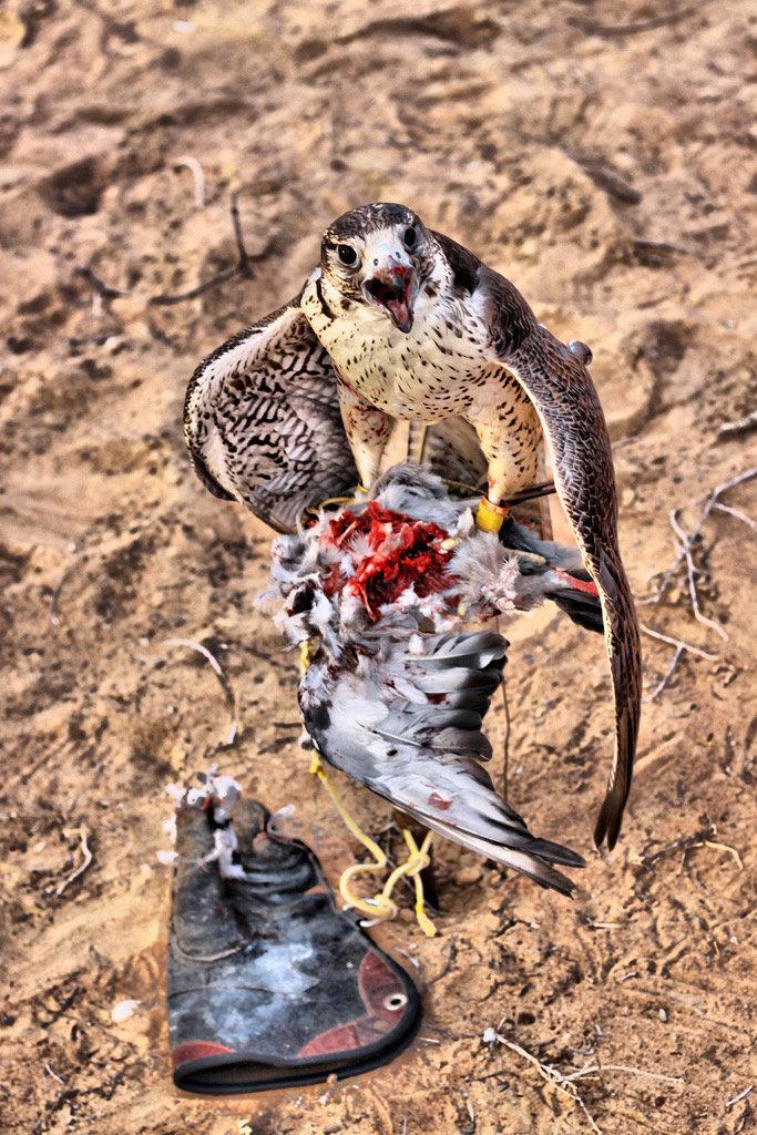 What Is Falconry?