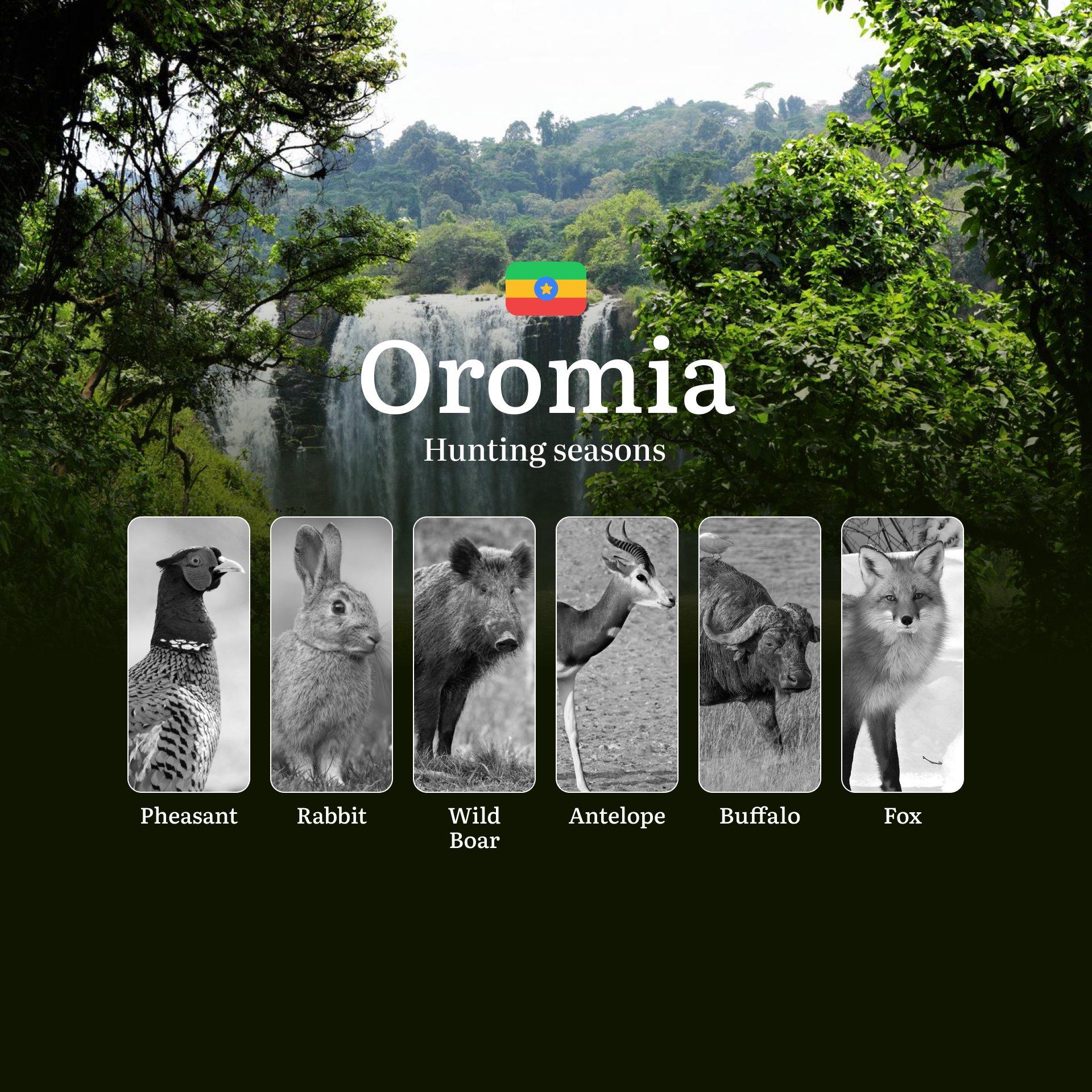 Seasons of Hunting in Ethiopia’s OROMIA Region: Hunting Periods, Openings and Closings, Licenses, Rules, and the Dates for Hunting