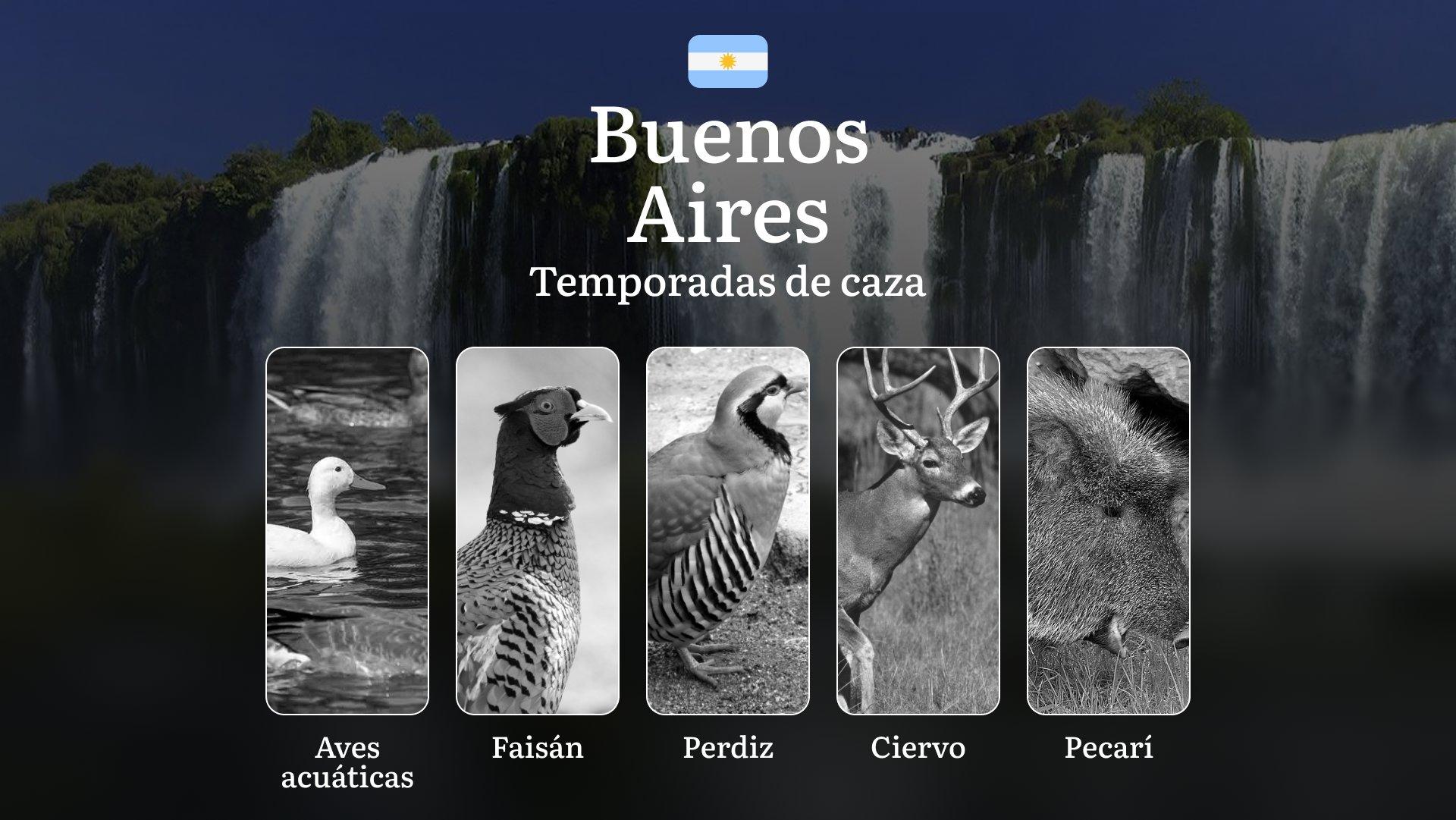 Fechas de caza en Argentina en la región de Buenos Aires: épocas, regulaciones y licencias, características y restricciones