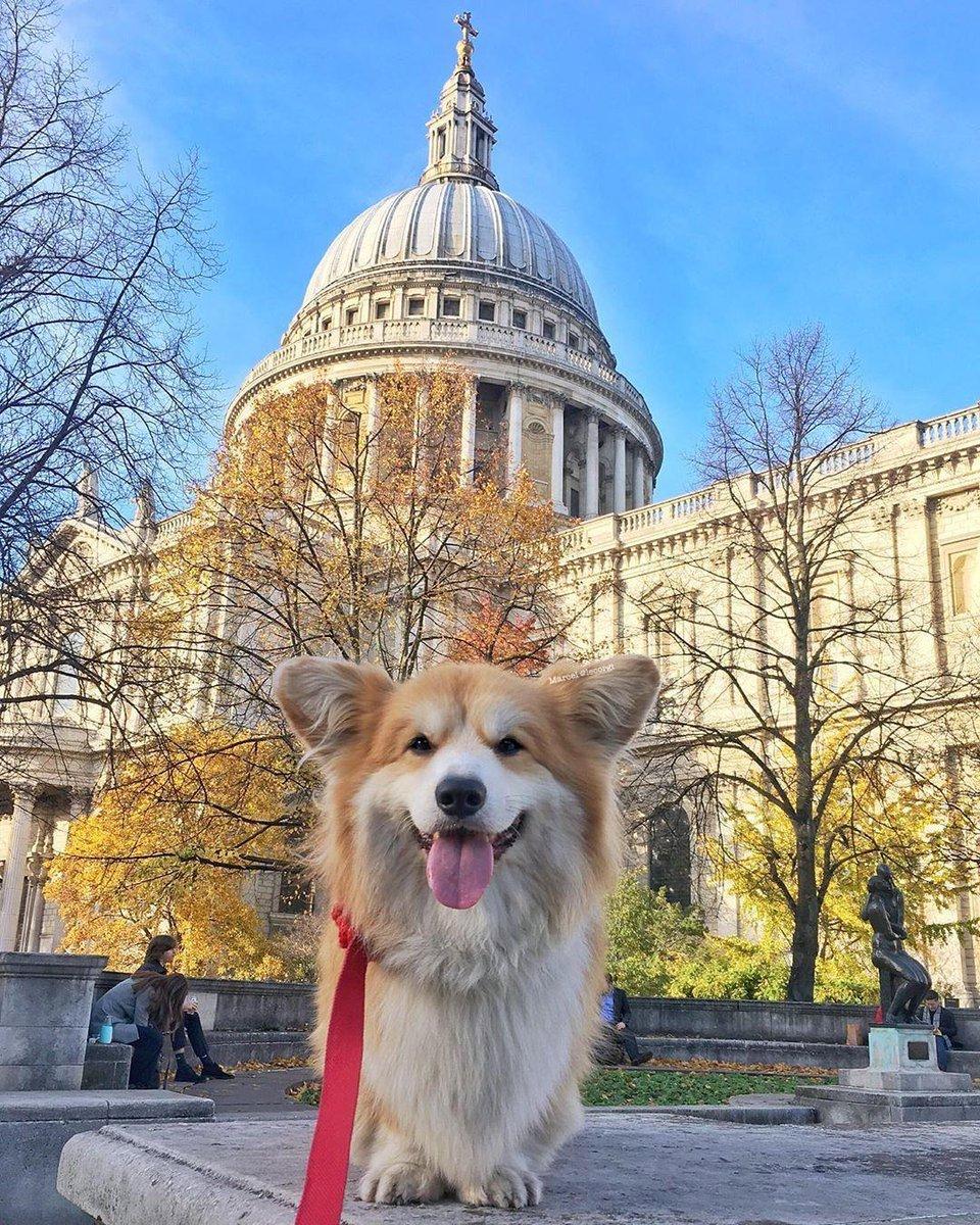 Welsh corgi, either of two breeds of working dogs developed to handle cattle.