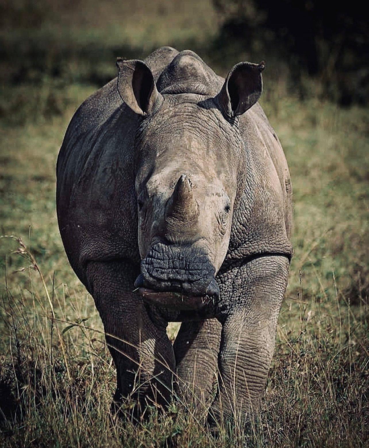 Big Game Hunting in Africa: A Guide to the Thrill of the Hunt
