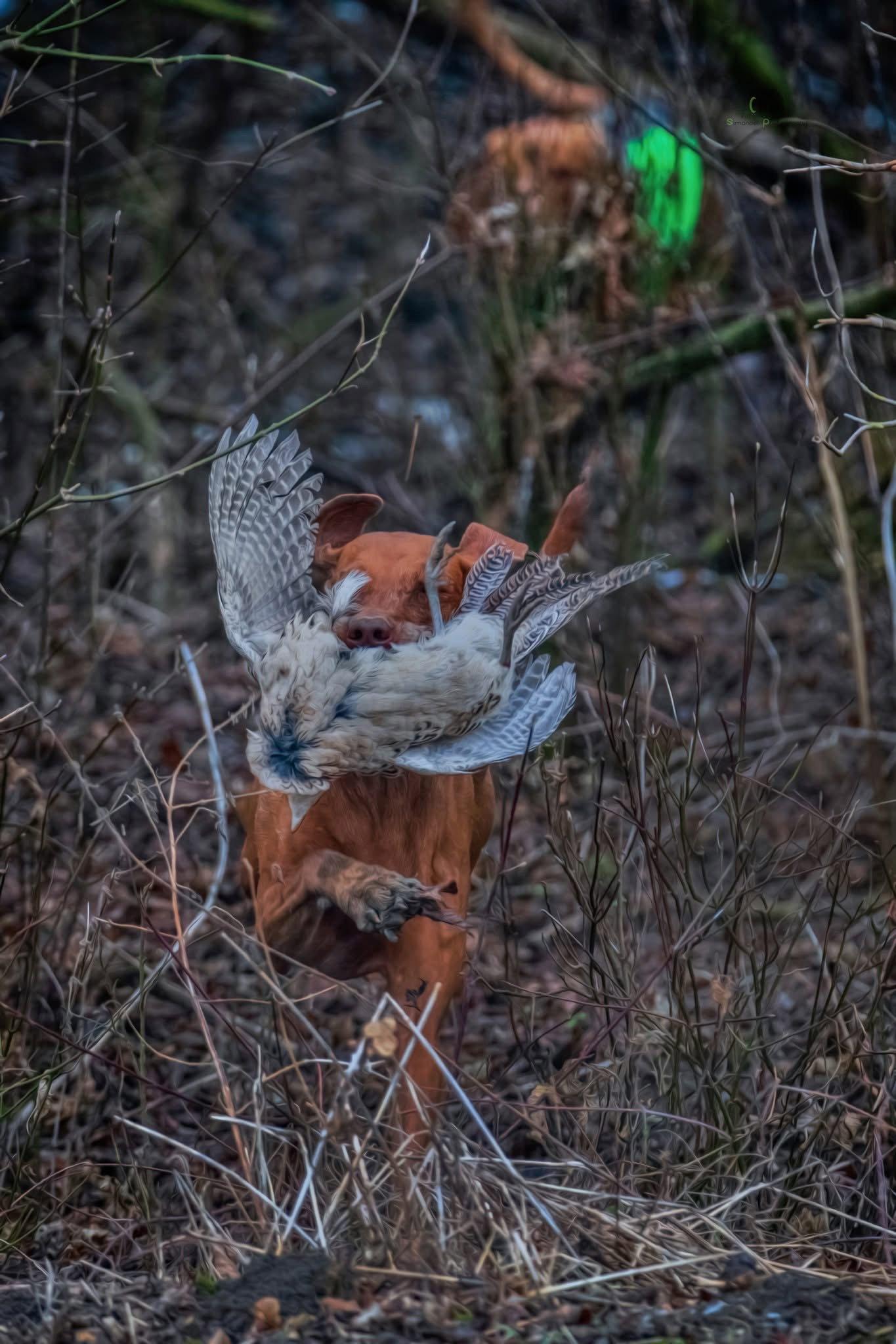 The second series of hunting photos from a pheasant hunt between the banks in the heart of the floodplain forests.🐾🌿