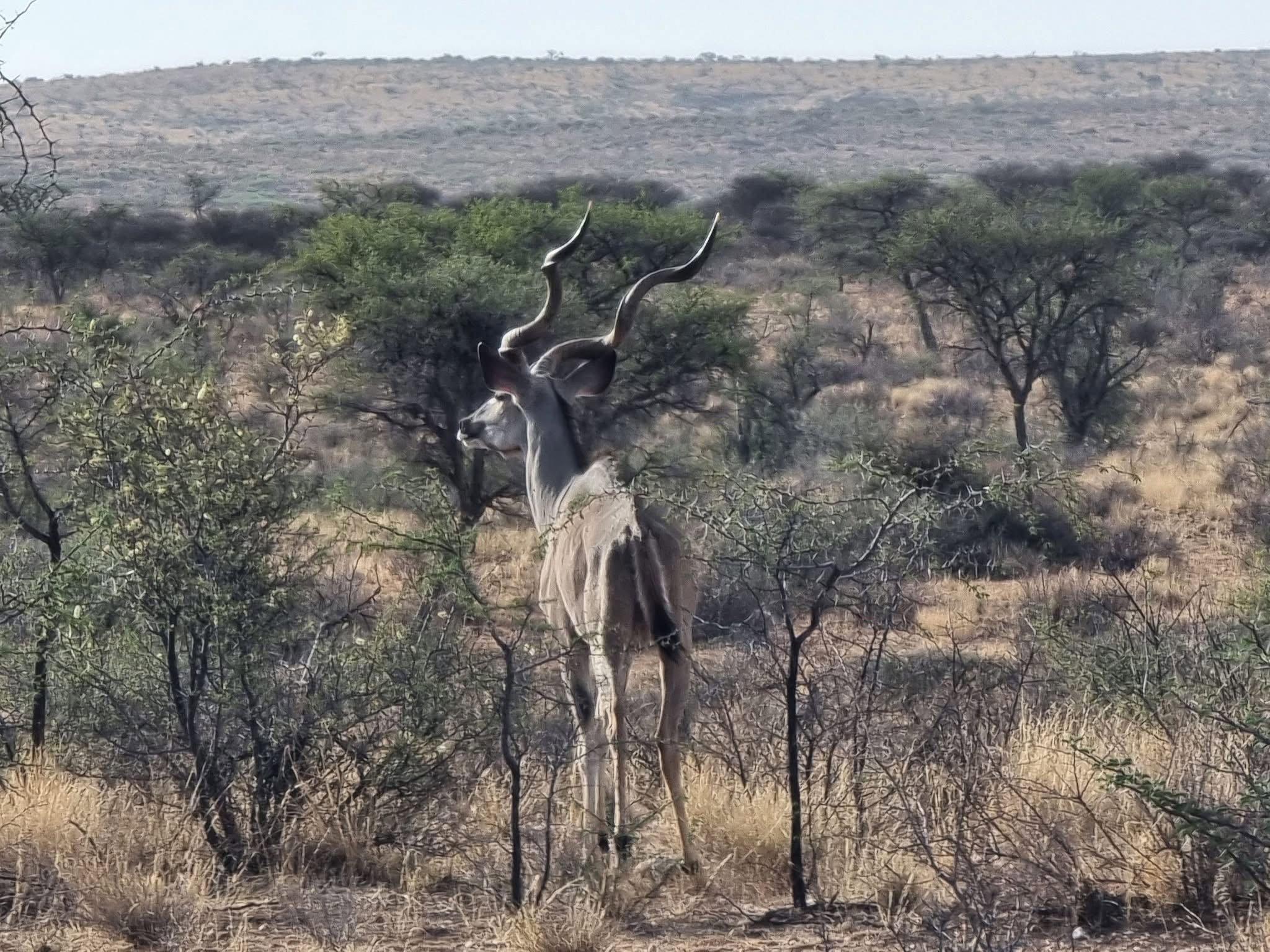 LEOPARD HUNT IN NAMIBIA 2025.