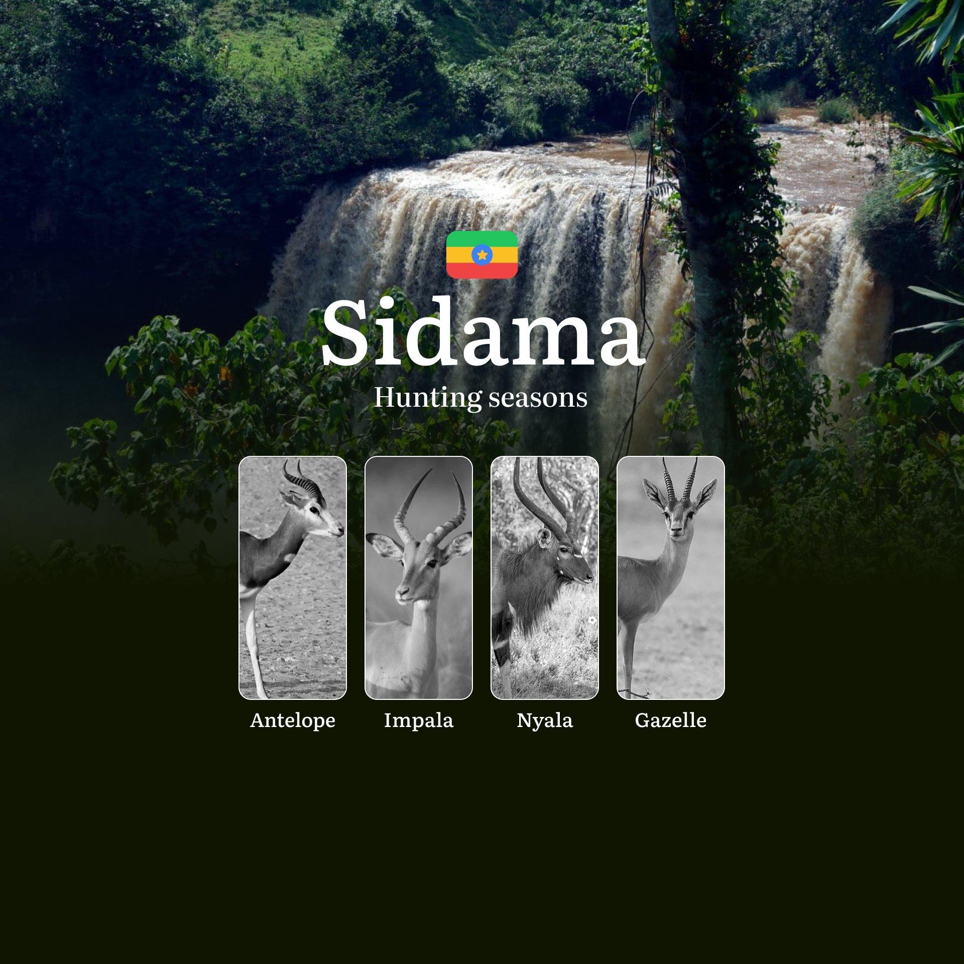 Hunting Seasons in Ethiopia's SIDAMA Region: Hunting Periods, Consequences of Violating Hunting, Licenses, Tips for Hunters, Rules