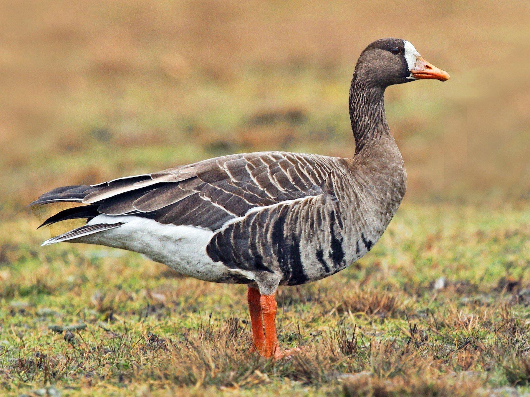Die Gans, ein majestätisches und geselliges Wesen, bereichert mit ihrer Präsenz die malerischen Landschaften unserer Natur.