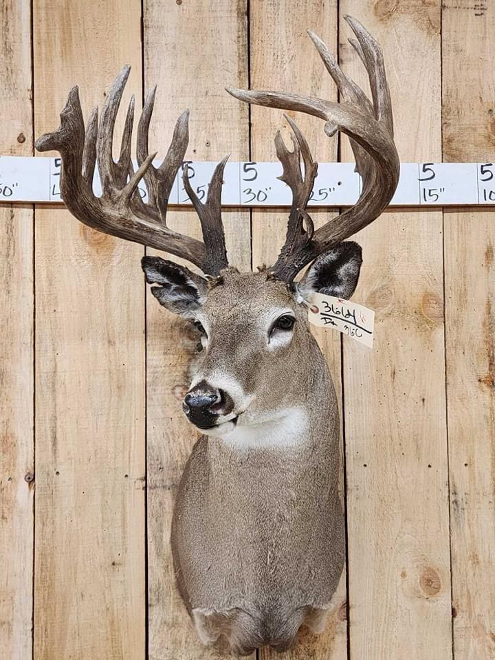 Got some nice deer & lots of other cool stuff in for the spring auction in Maquoketa Iowa March 14-16