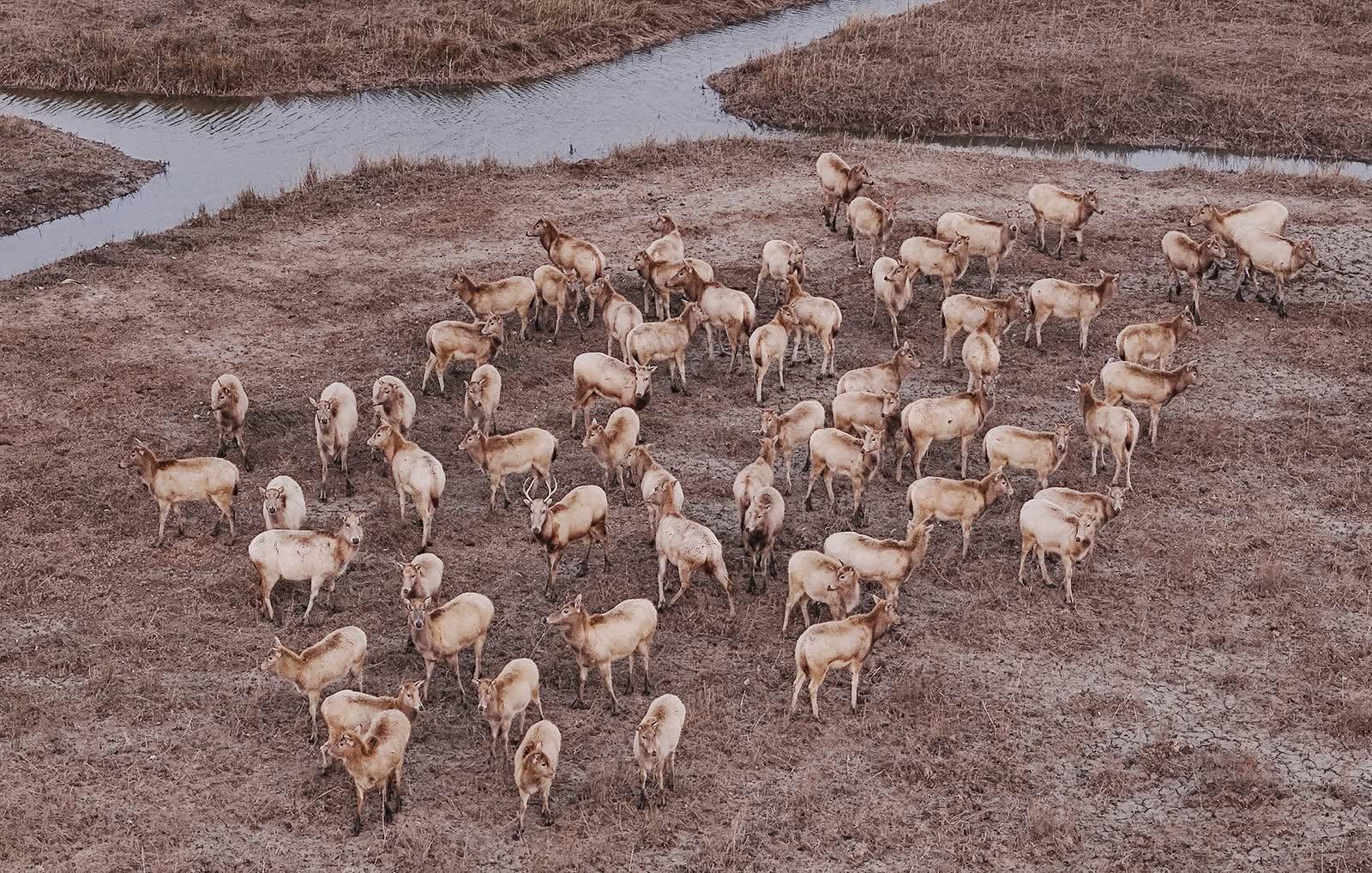 The Jiangsu #Yancheng Wetland and Rare Birds National Nature Reserve in Yancheng, Jiangsu Province has become a winter haven for wildlife.