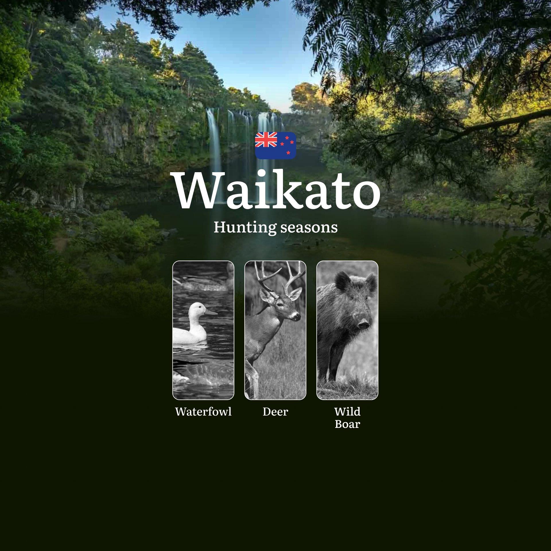Hunting Seasons, Tips for Choosing the Right Time, How to Obtain a Hunting Permit in New Zealand: WAIKATO Region Insights