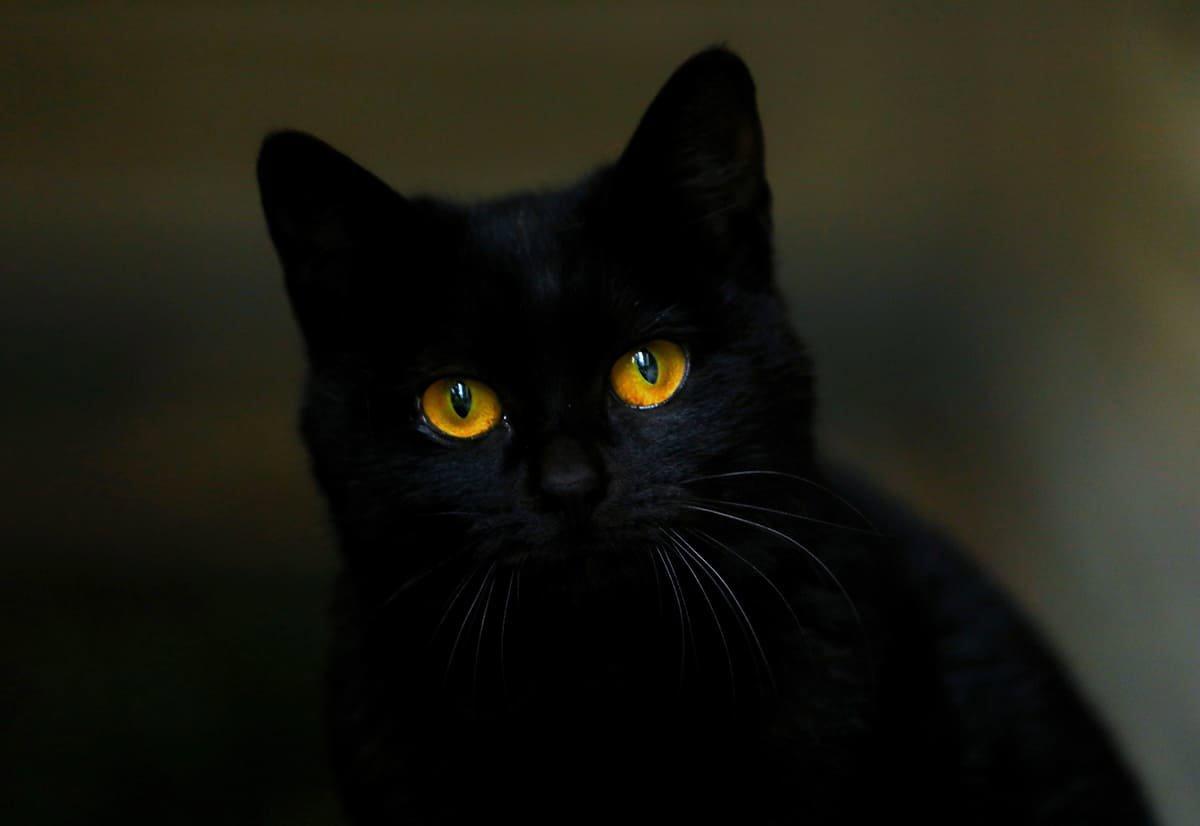 Katten er det ideelle rovdyr.