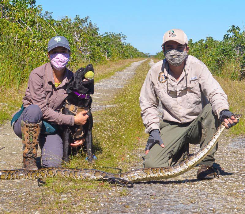 Florida hunters capture more than 80 giant snakes in Python Bowl