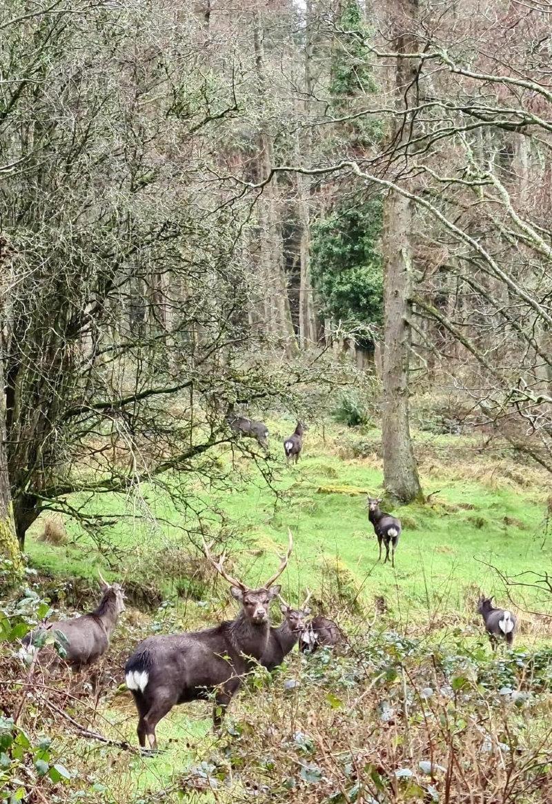 A male herd of Sika deer in a County Wicklow forest.