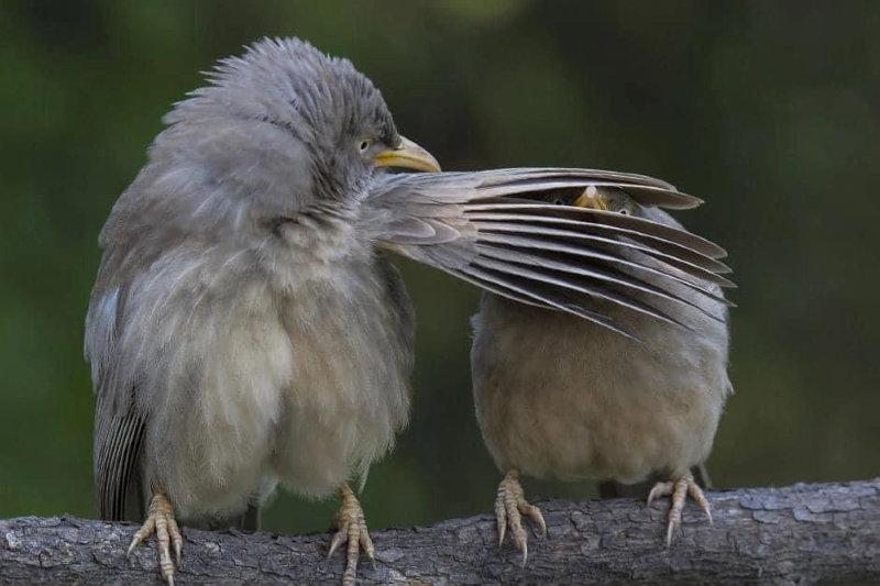 2016 comedy wildlife photography.