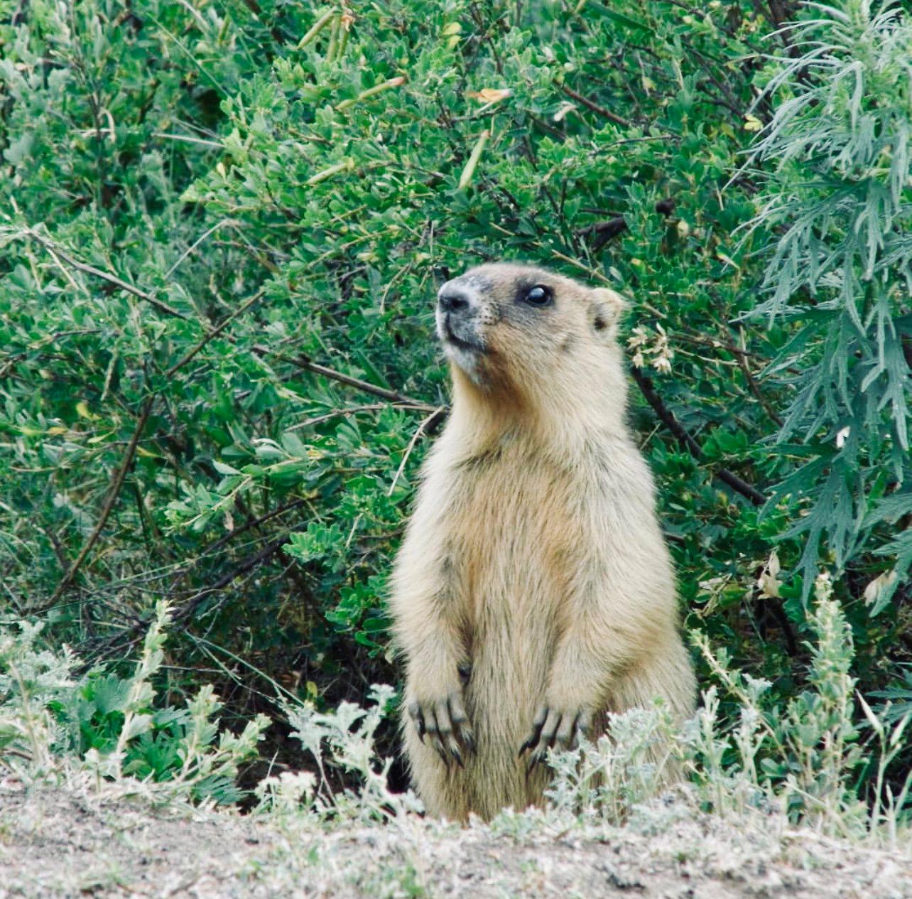 СУРОК БАЙБАК: описание, охота на сурка байбака, где обитает, сезон и методы добычи.