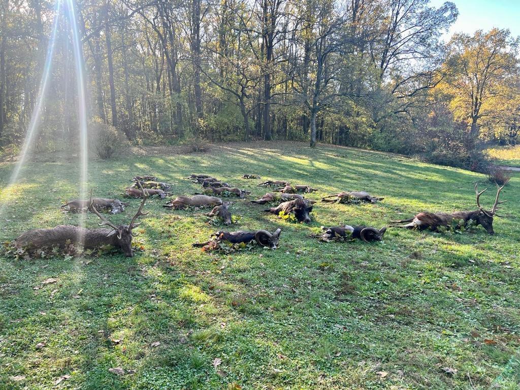 🇭🇺🐗🦌🌿