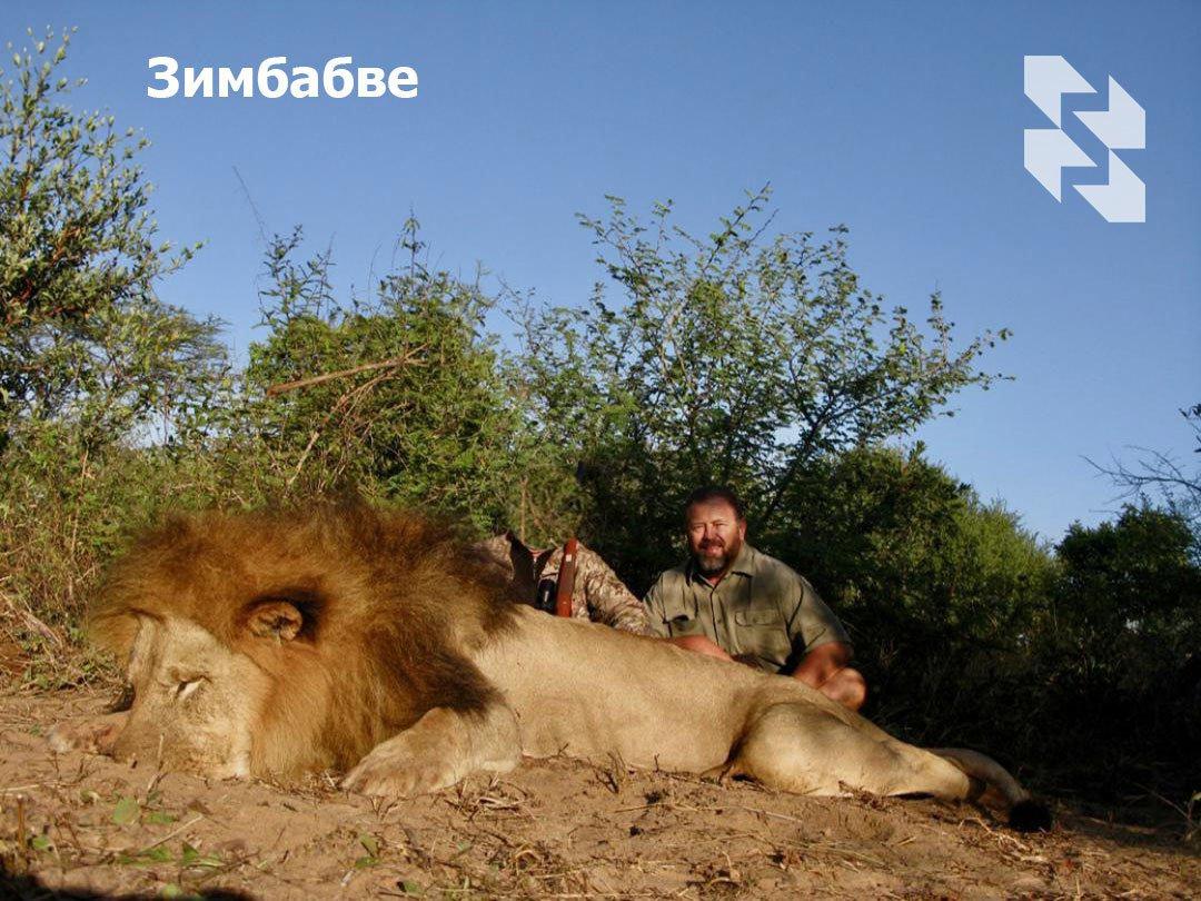 The African Lion — the Central Trophy of Your Hunting Collection
