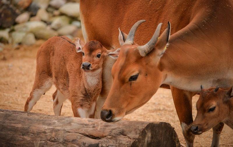 Banteng (South Pacific)