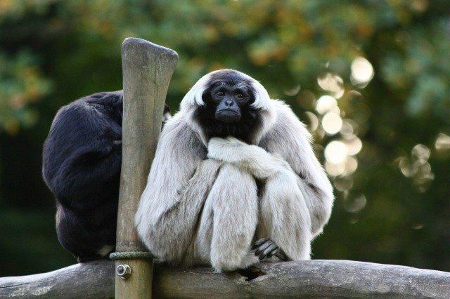 Pileated gibbons sing in regional accents and form close bonds with their partners and children.