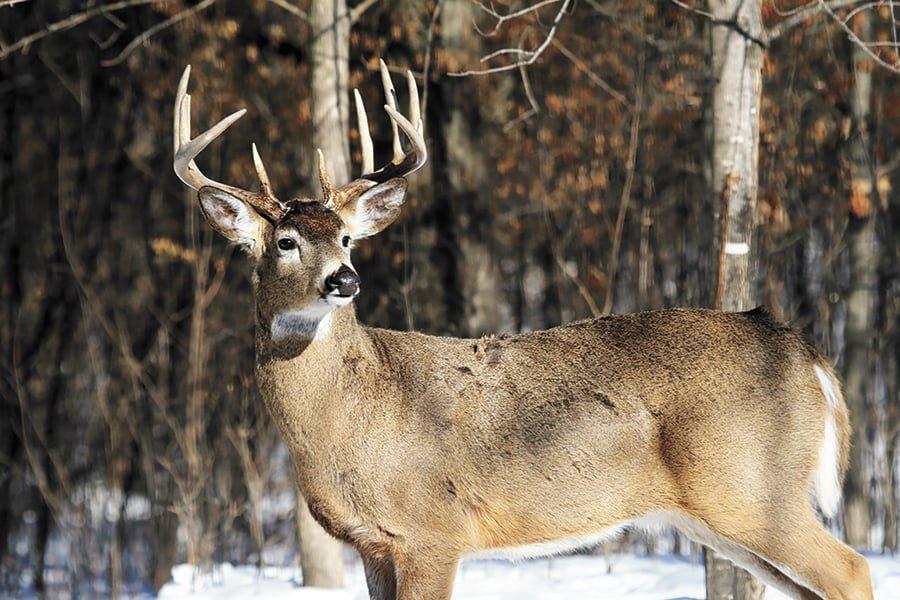 Cold and Snowy Conditions to Greet Wisconsin Deer Hunters