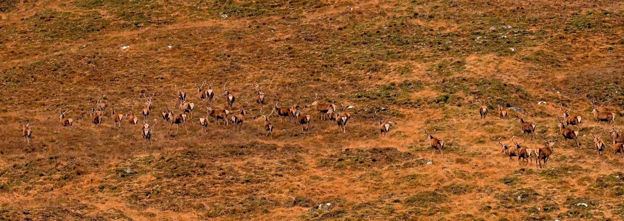 I live in the Scottish highlands and have a passion for stalking red deer  to get as close as possible to capture them in their natural habitat .