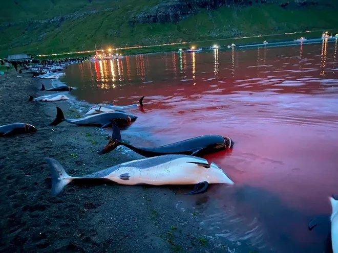 Faroe Islands to set quota of 500 dolphins to be killed in controversial whale hunt