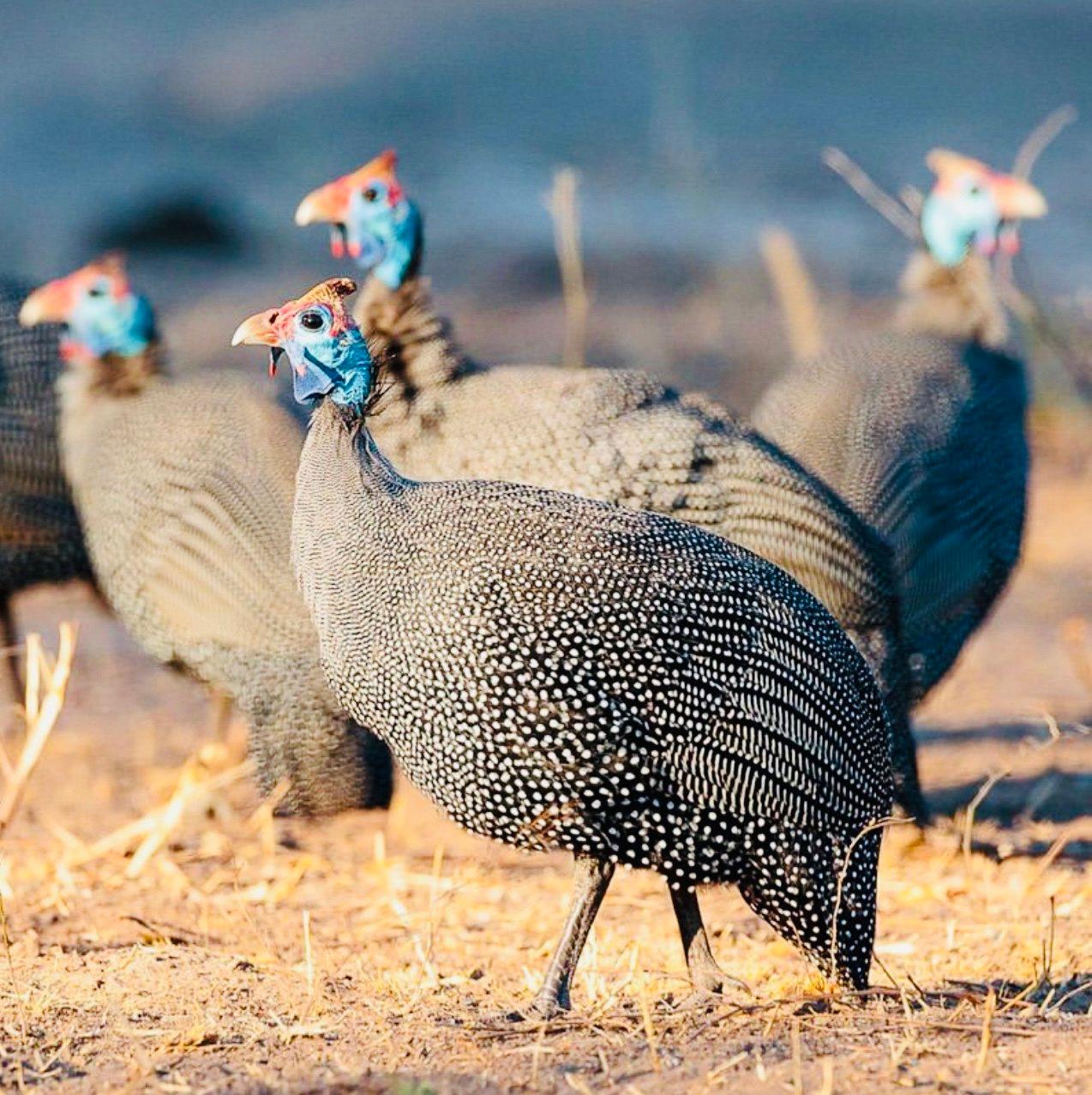 Bird Hunting in Zambia: A Complete Guide for Hunters (Species, Seasons, Tactics & Tours)