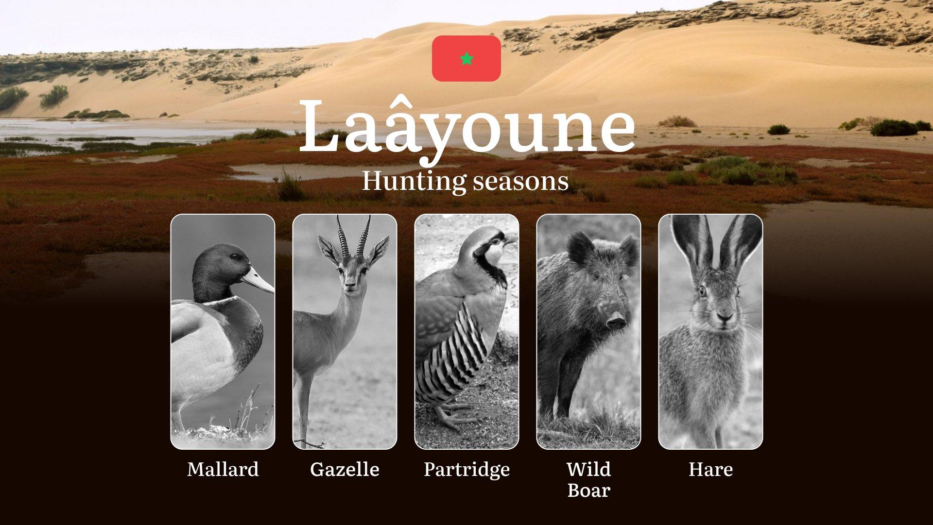 Hunting Periods and Local Rules in Laâyoune: Species You Can Hunt Throughout the Year, Seasonal Activity of Game, and the Steps to Get a Legal Hunting License in the Region 
