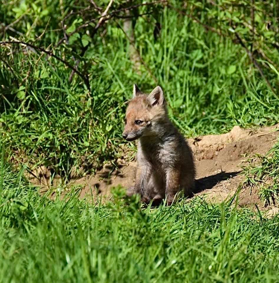 Quelques photos des loulous au soleil 🦊☀️💤