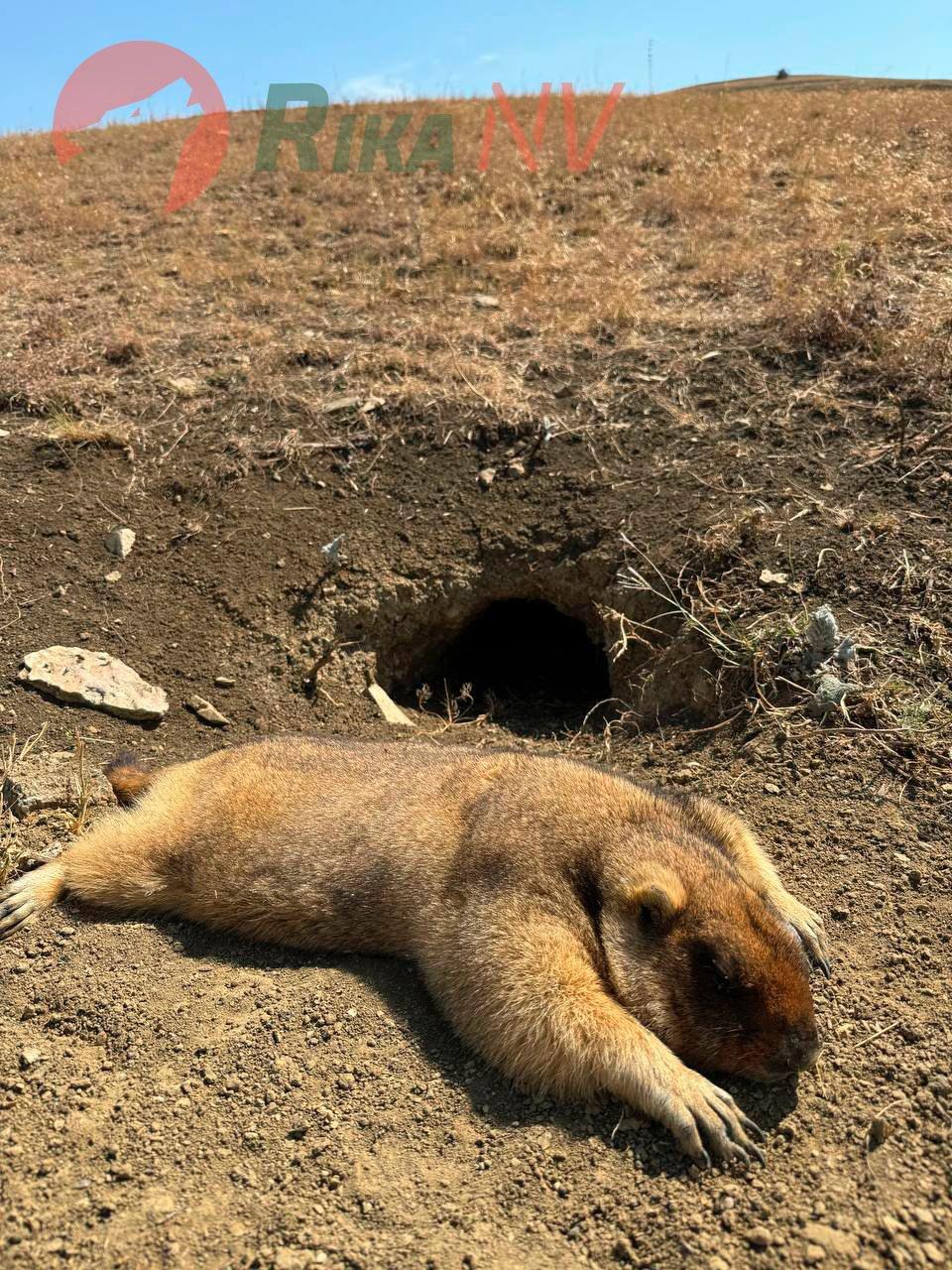 🐹🇷🇺Mala ljepotica za vas iz Stavropoljskog kraja od Maxima iz našeg RIkaNV tima!