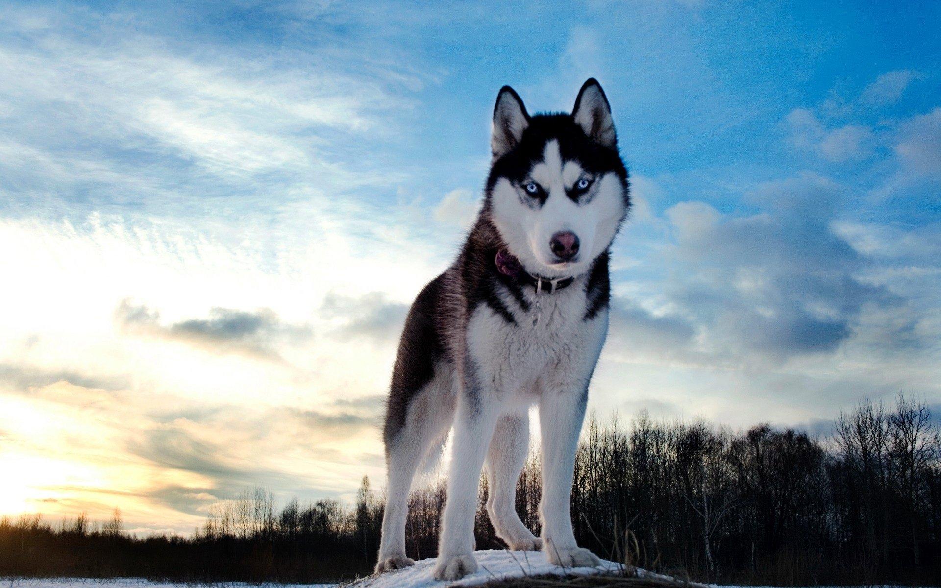Huskies er energiske og atletiske.