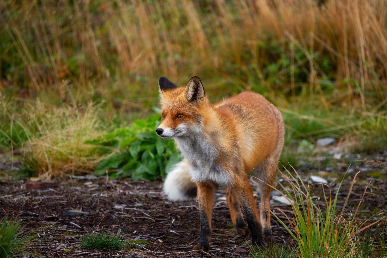 🦊В Заславле заметили лису.
