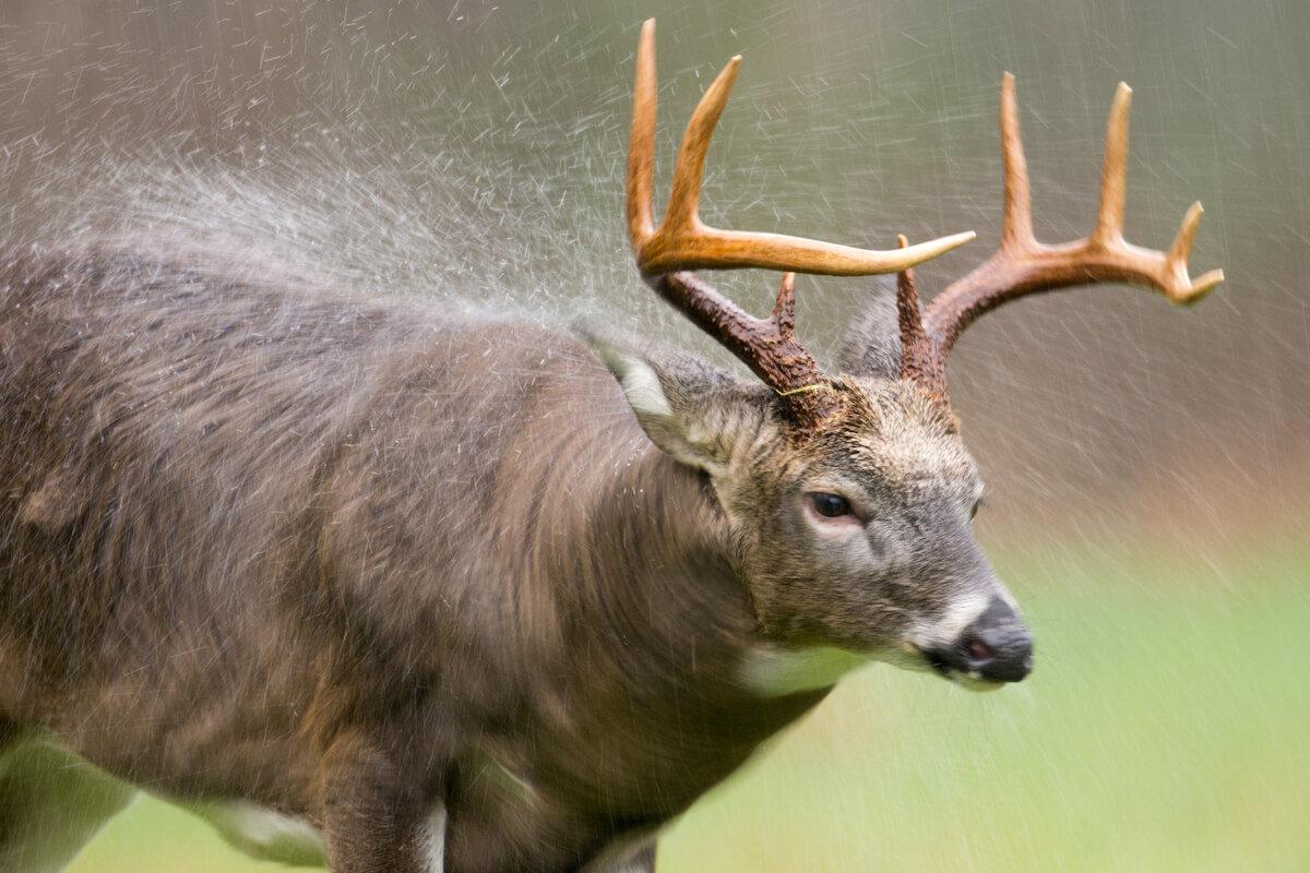 🦌 Top Hunting Tips & Tricks for a Successful Season!