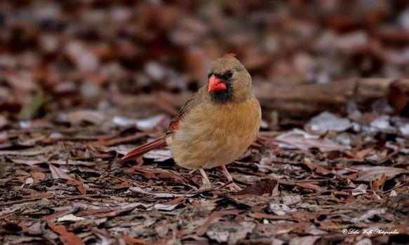 Un peu de couleur de Noël dans la nature lors d'une journée grise avec un mâle et une femelle cardinal rouge!