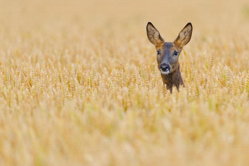 'Photographing the UK’s Secretive Roe Deer' - an interview with Phil Johnston!