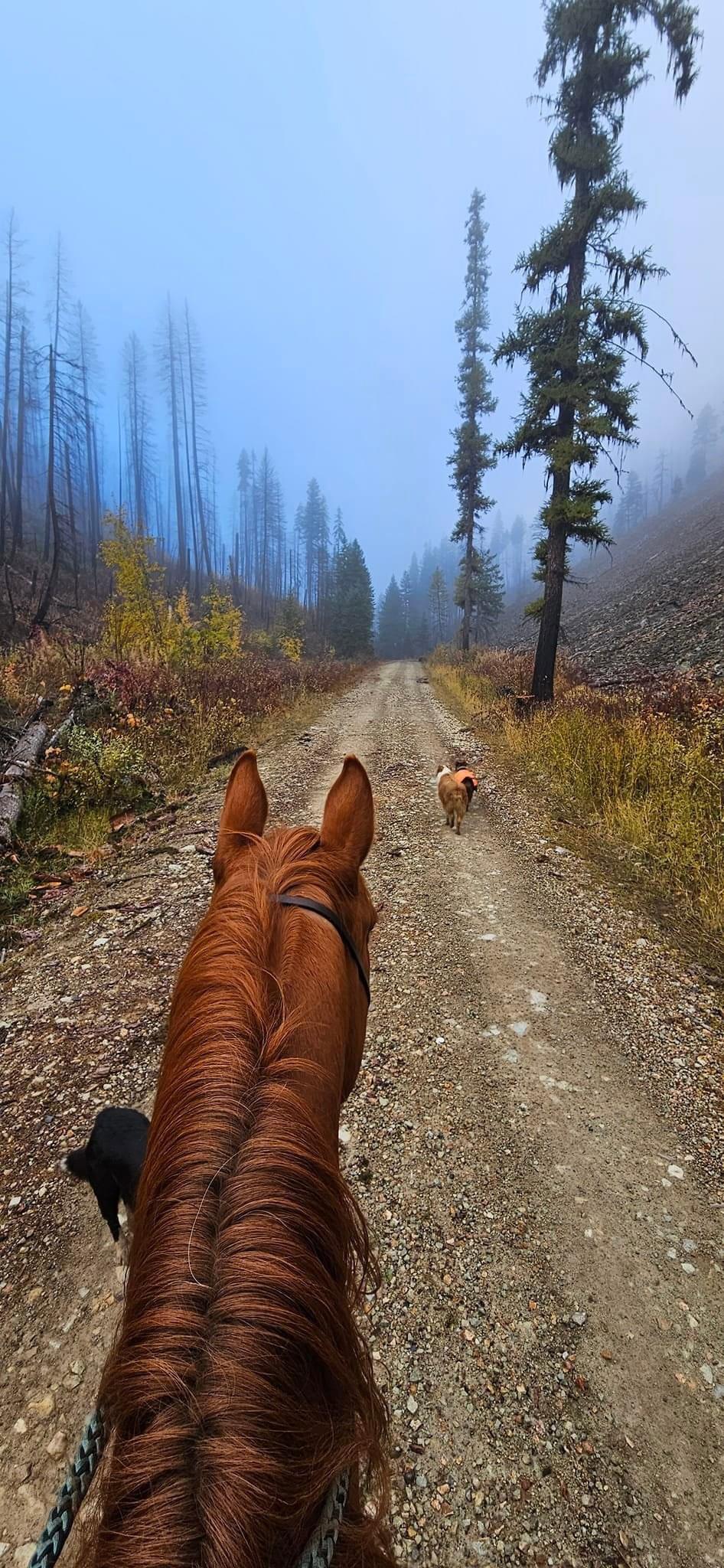 Spent the last week in the forest in Eastern WA, US looking to round up some cows.